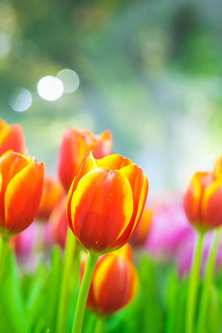 橙色郁金香花朵图片