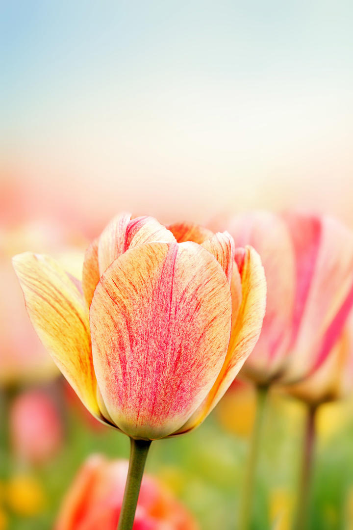 郁金香花朵图片高清