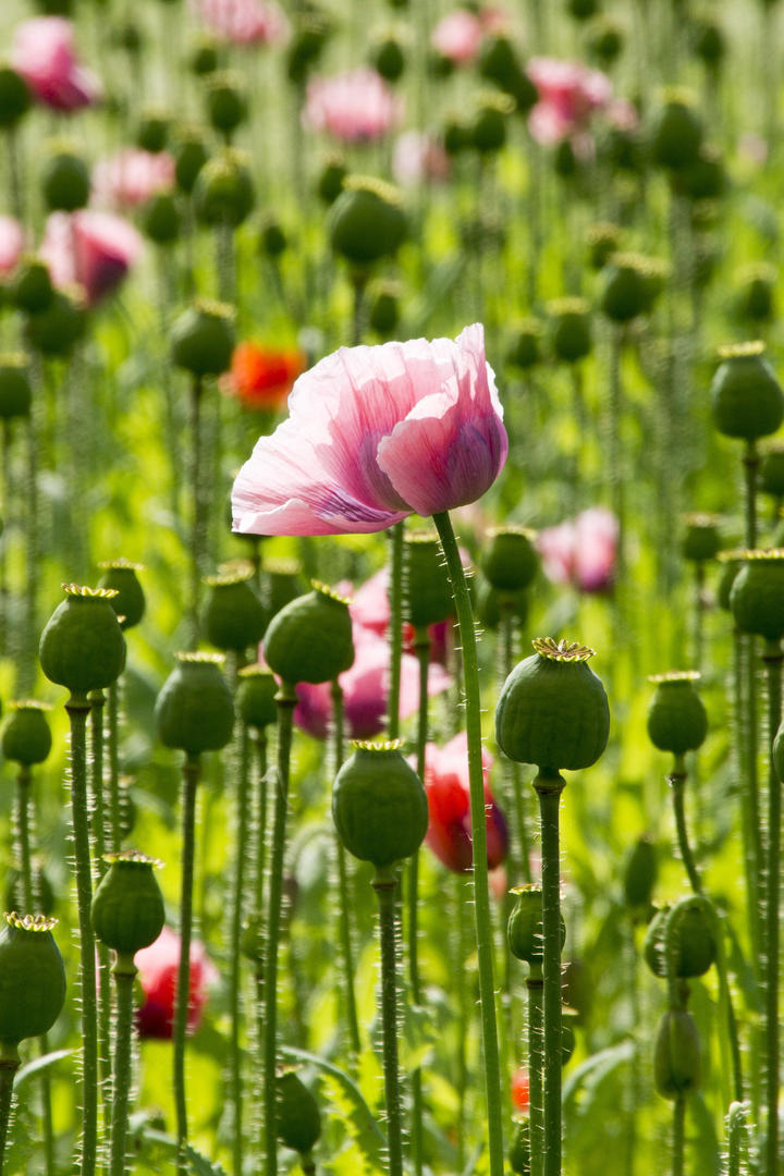 花田里的虞美人高清鲜花壁纸图片