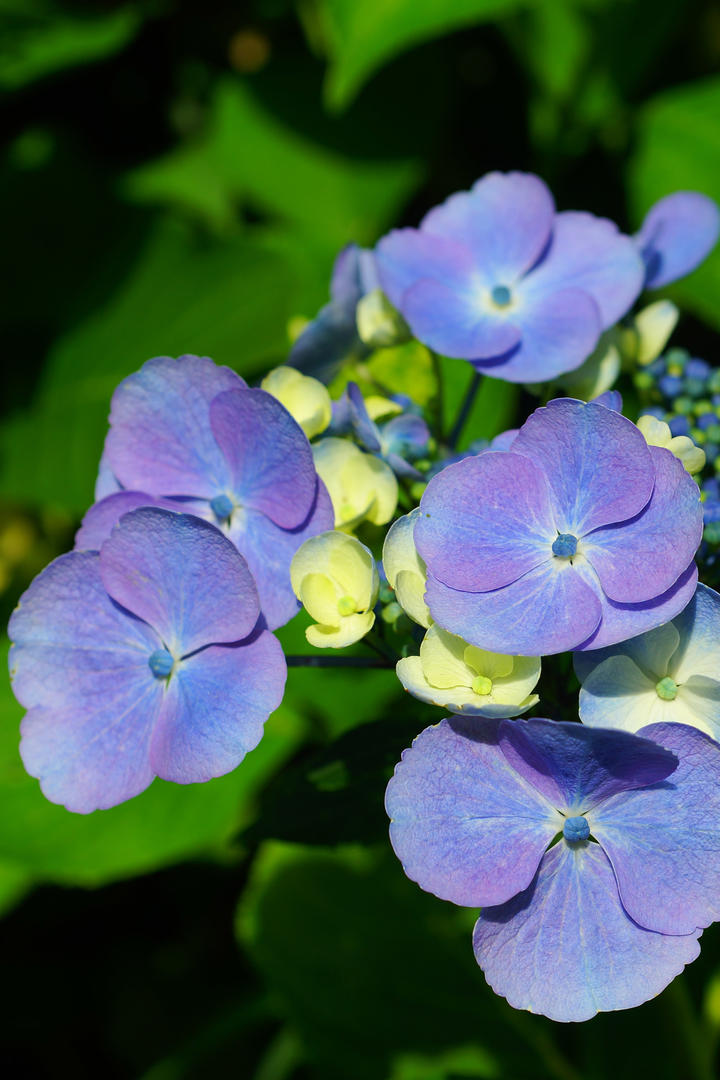 4K唯美绣球花养眼鲜花壁纸图片大全