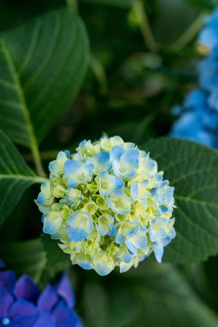 唯美鲜花养眼护眼手机壁纸图片大全