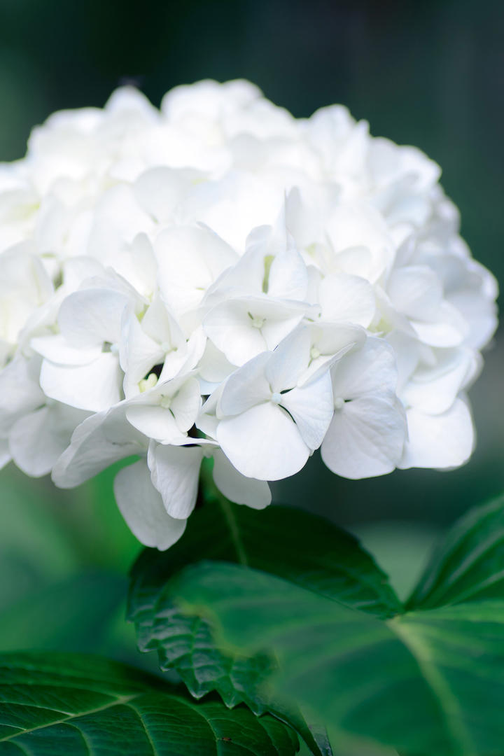 高清唯美白色绣球花鲜花手机壁纸图片大全