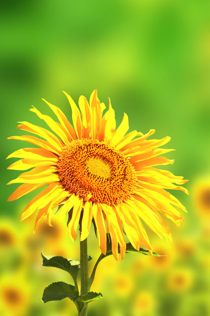 高清晰向日葵鲜花素材图片下载