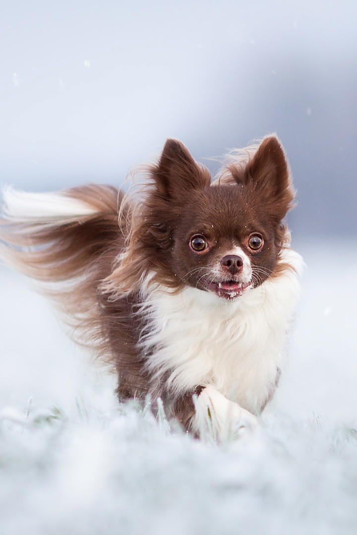 奔跑的蝴蝶犬狗狗摄影壁纸图片