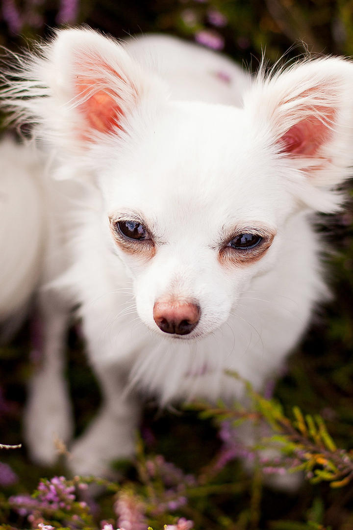 超萌吉娃娃犬宠物狗高清摄影图片免费下载