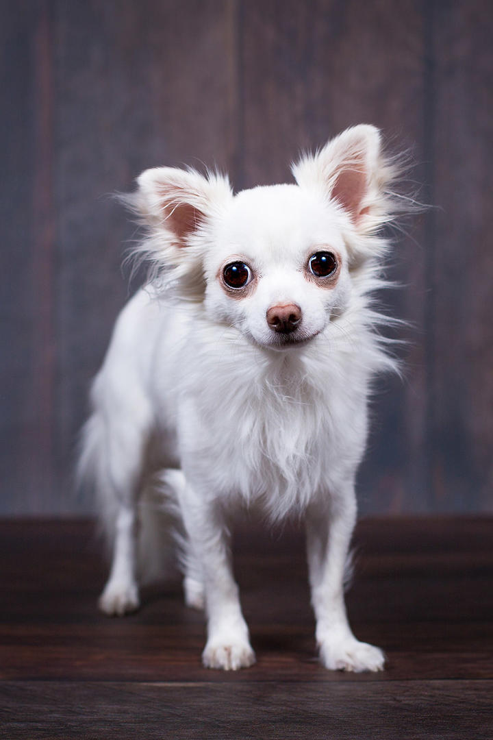 大眼睛的吉娃娃犬萌宠手机壁纸图片下载