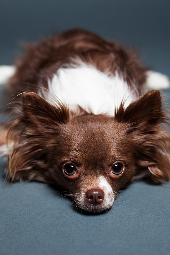 发呆的蝴蝶犬狗狗摄影手机壁纸图片