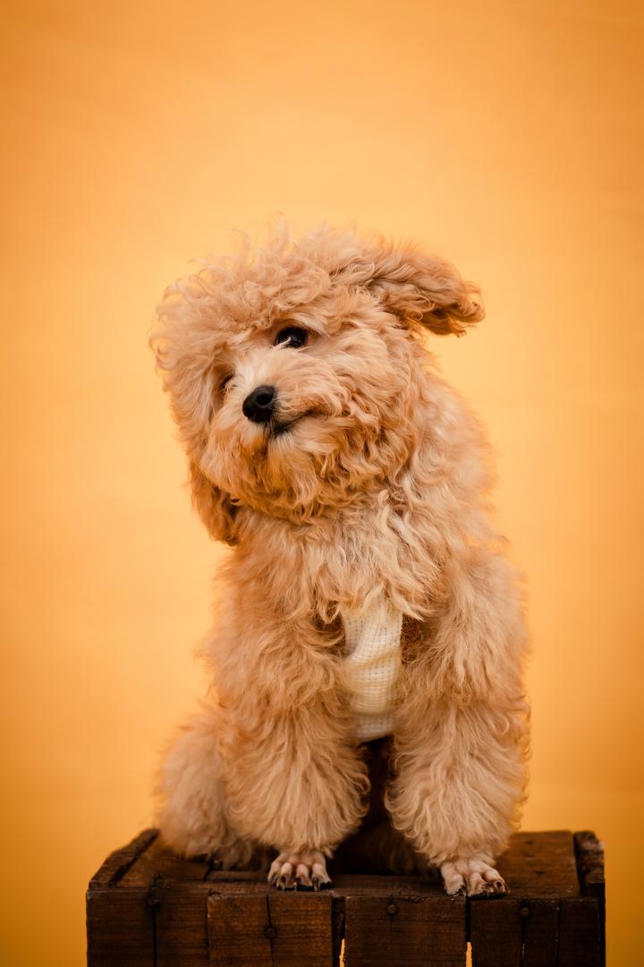 高清泰迪犬狗狗摄影图片
