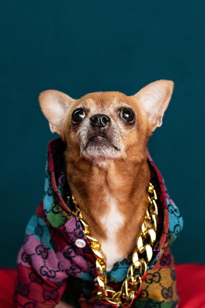 戴着金链子的吉娃娃犬狗狗摄影图片