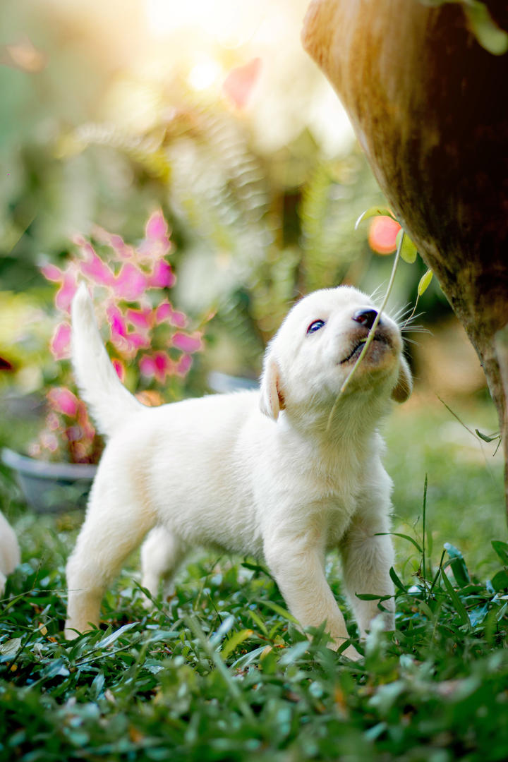 白色的小奶犬狗狗摄影图片