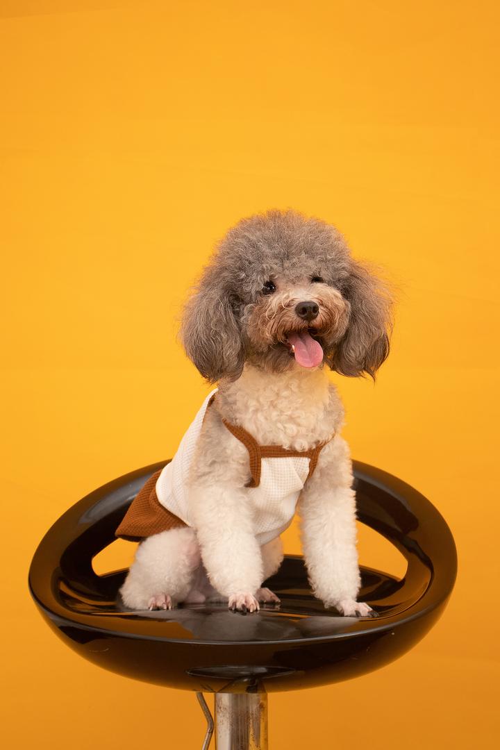 贵宾犬宠物狗狗摄影图片