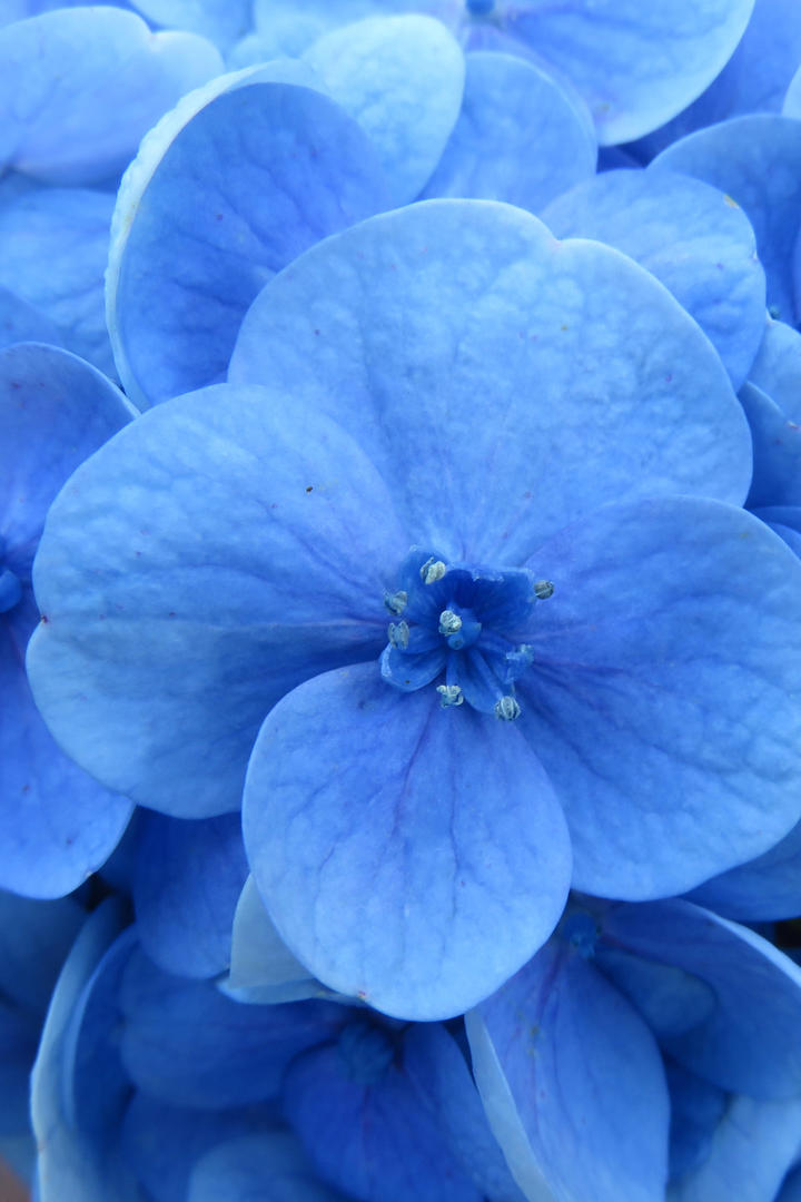 蓝色绣球花图片