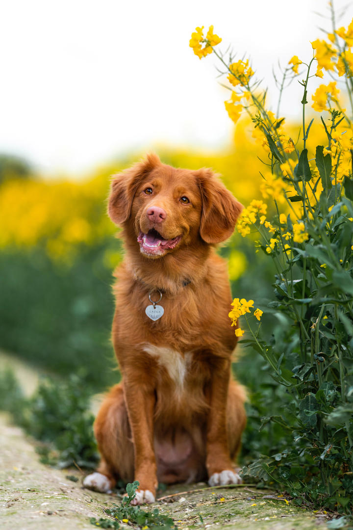 油菜花田里的金毛犬狗狗高清图片大全
