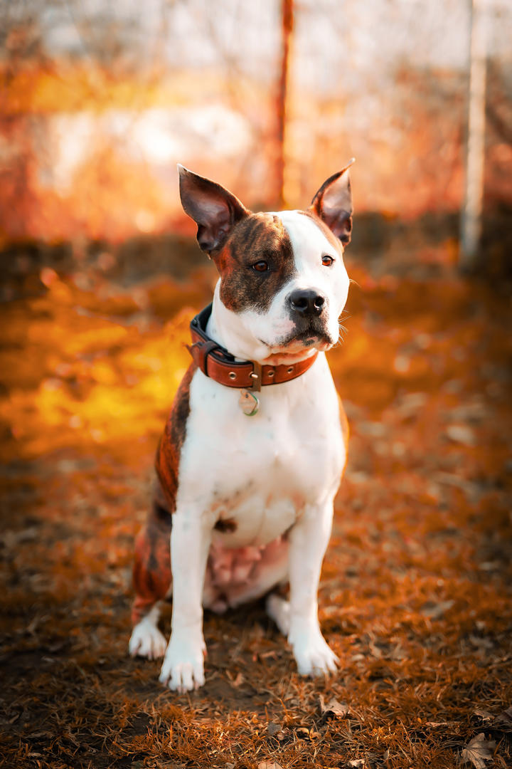 呆萌的斗牛犬狗狗摄影图片大全