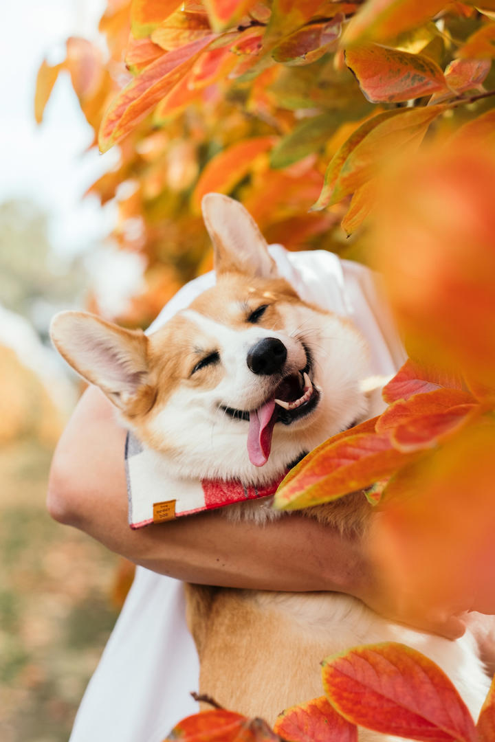 被主人抱着的柯基犬宠物摄影图片