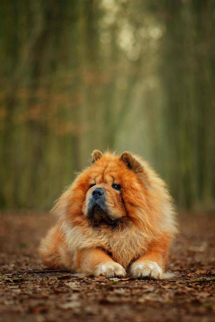 趴在地上的松狮犬狗狗摄影图片大全