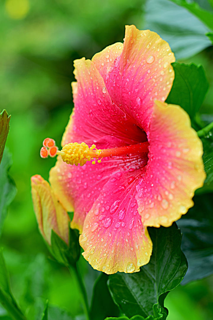 朱槿花高清鲜花壁纸图片