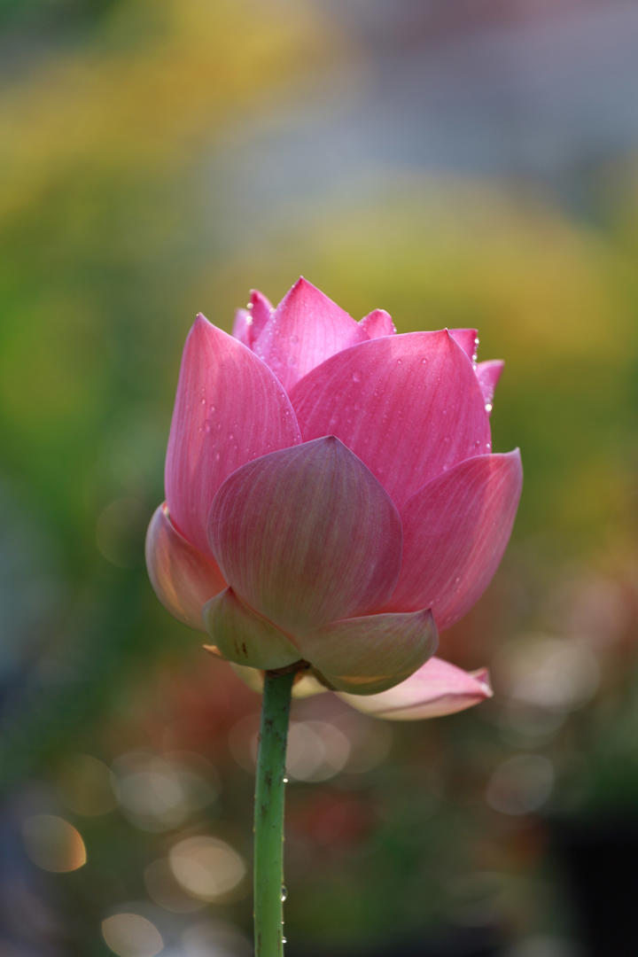 含苞待放的莲花高清图片