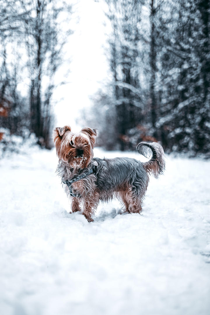 雪地里的约克夏犬狗狗高清壁纸图片大全