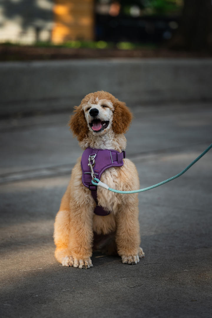 巨型贵宾犬宠物摄影图片大全