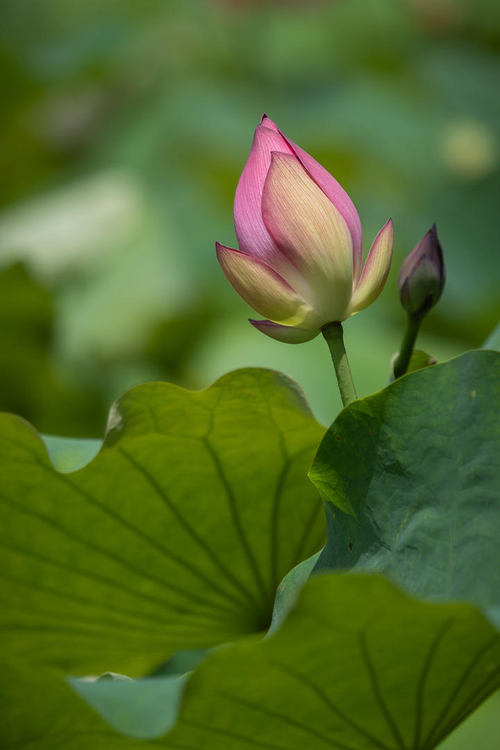 含苞待放的荷花高清唯美鲜花壁纸图片