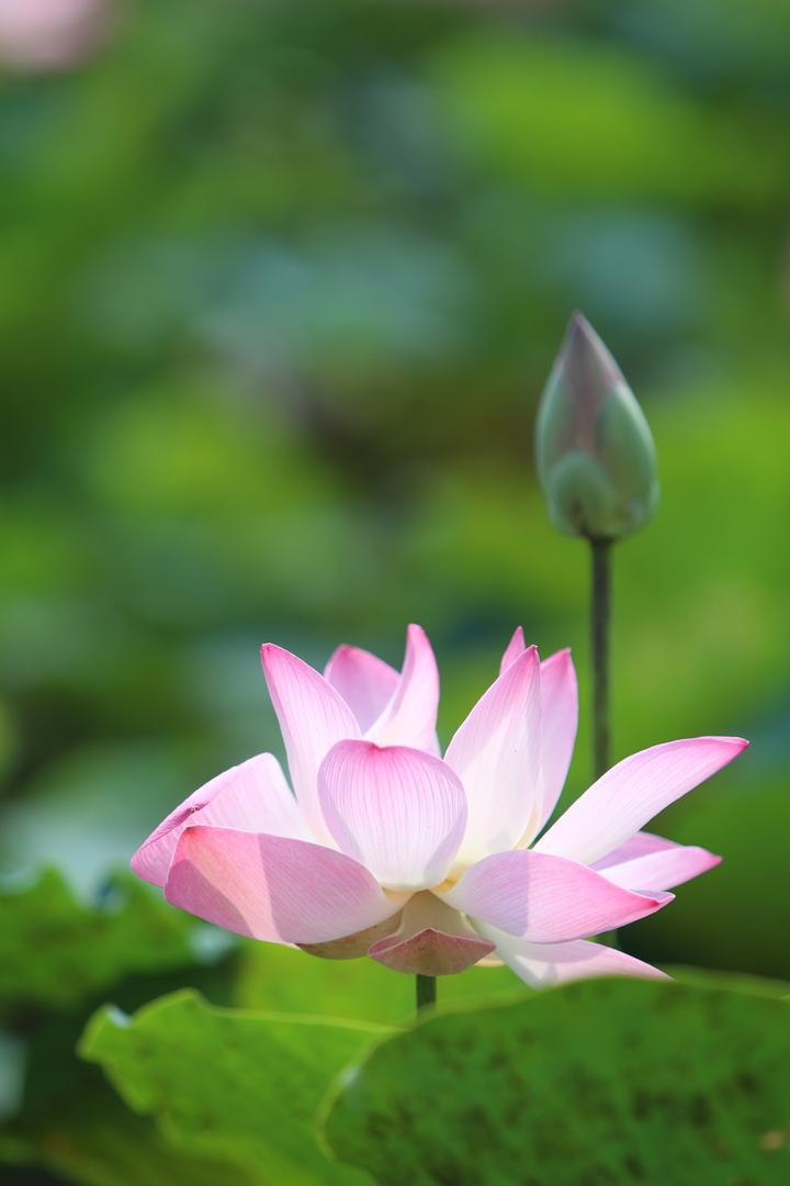 盛开的荷花高清鲜花壁纸图片大全