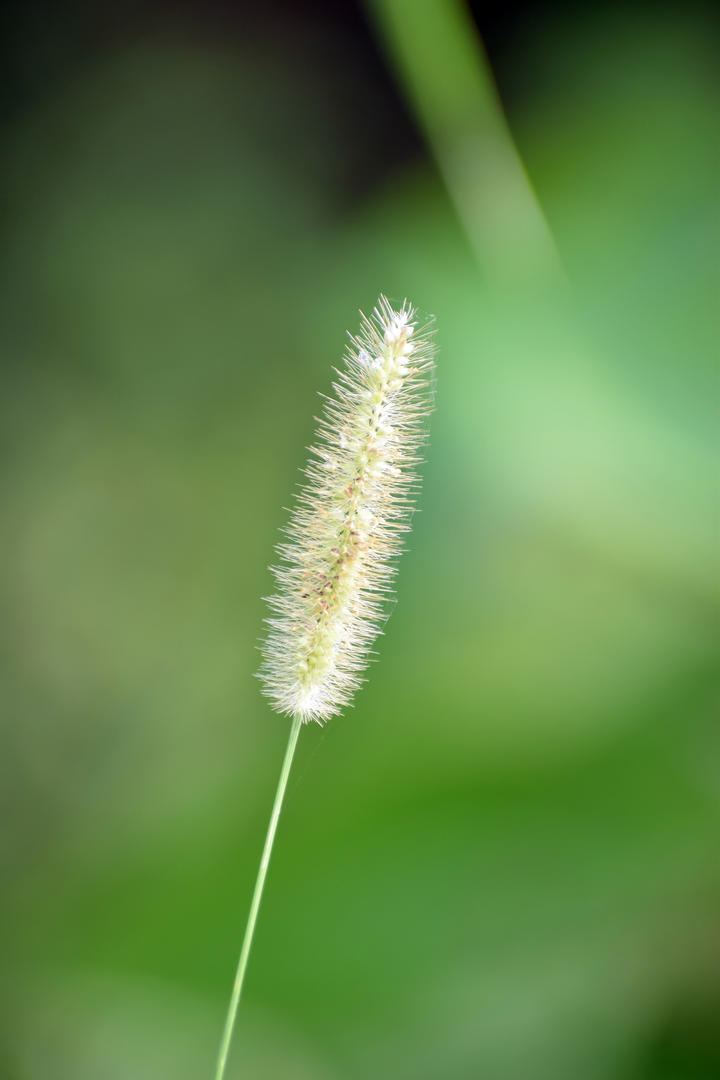 狗尾巴草高清花草图片大全