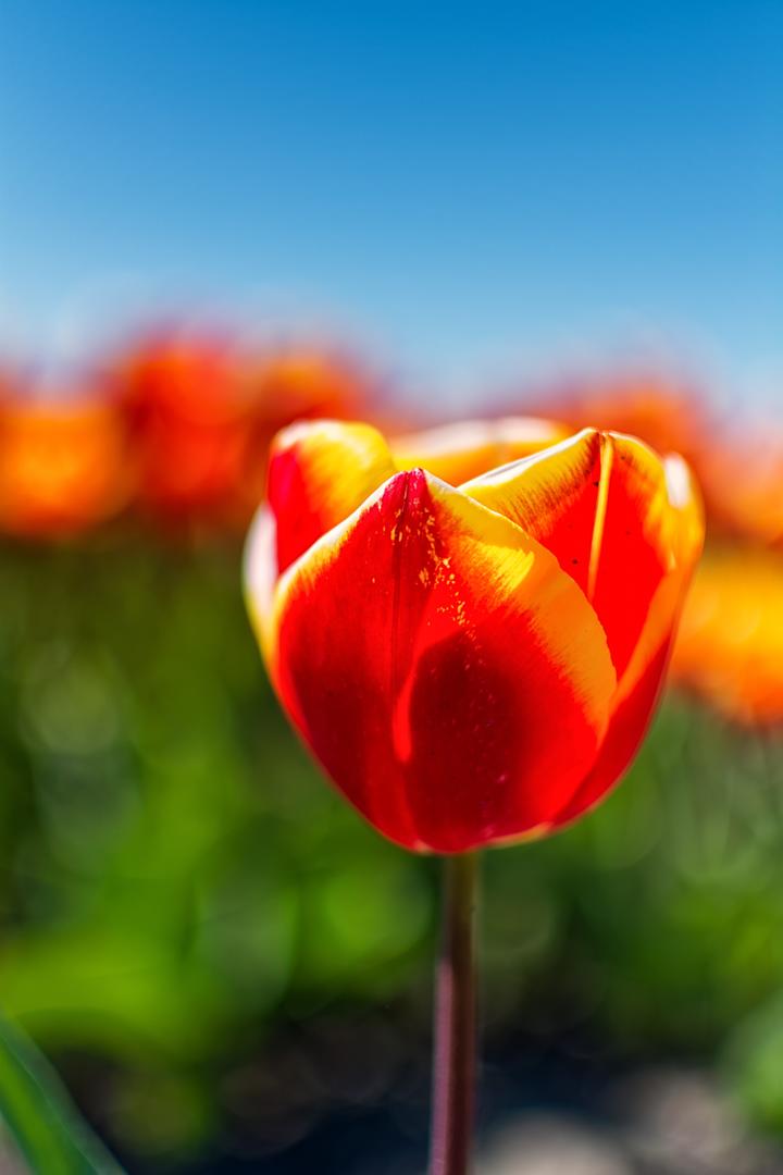 红色的郁金香鲜花图片