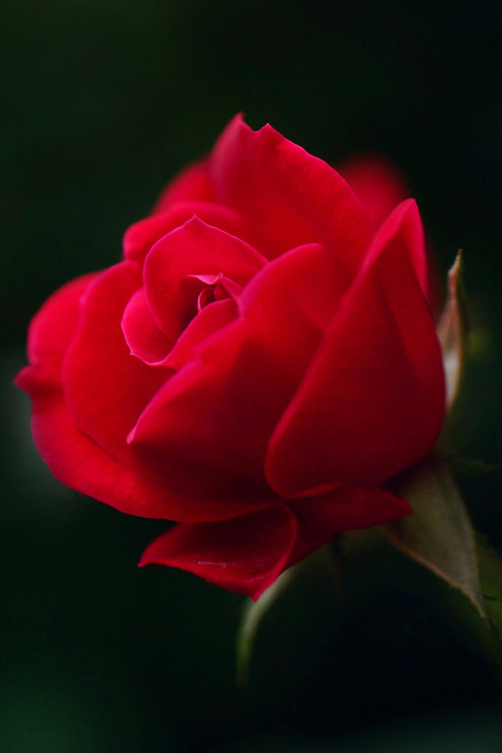 唯美高清玫瑰花鲜花壁纸图片