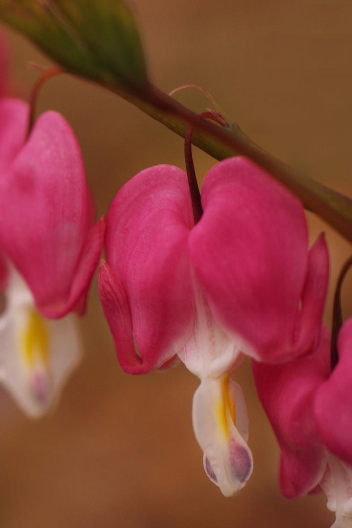 蒲包花高清鲜花摄影图片