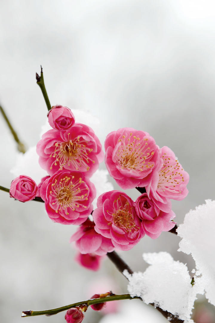 4K鲜花摄影手机壁纸图片大全