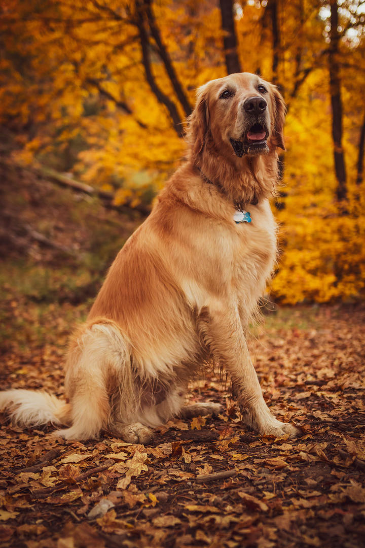 森林中的金毛犬狗狗户外摄影图片