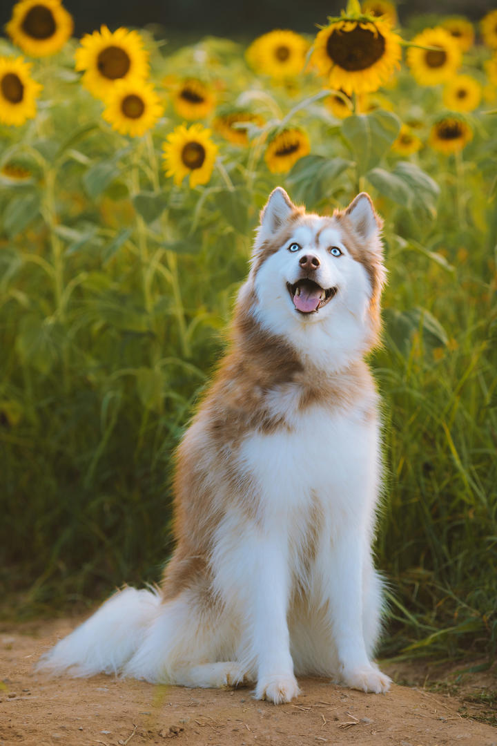 棕色的阿拉斯加犬狗狗高清摄影图片
