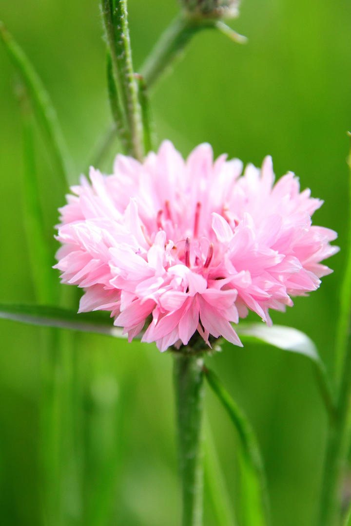 蓝花矢车菊鲜花摄影壁纸图片