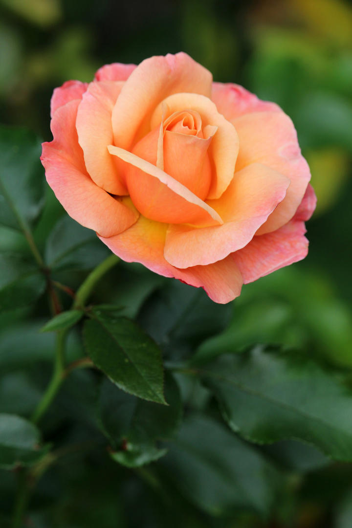 月季花苞鲜花摄影图片