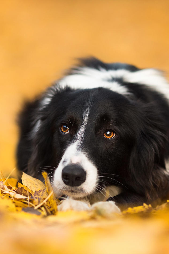 边境牧羊犬高清宠物狗摄影壁纸图片