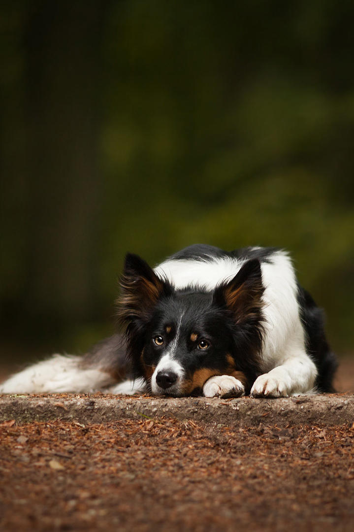 趴在地上发呆的边境牧羊犬狗狗摄影图片