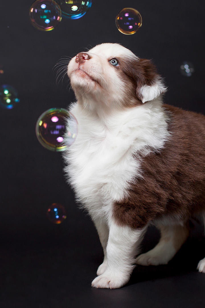 棕色牧羊犬狗狗摄影图片大全