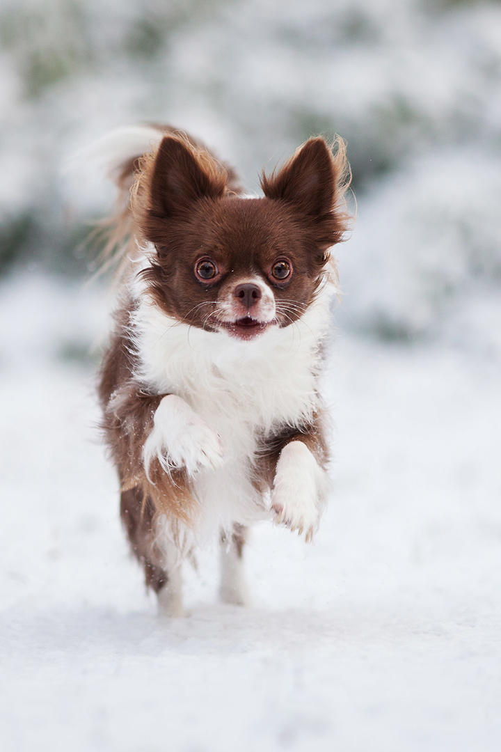 雪地里玩耍的蝴蝶犬可爱萌宠壁纸图片大全