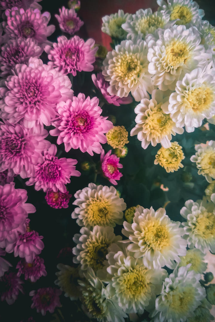 超清唯美鲜花摄影壁纸图片欣赏