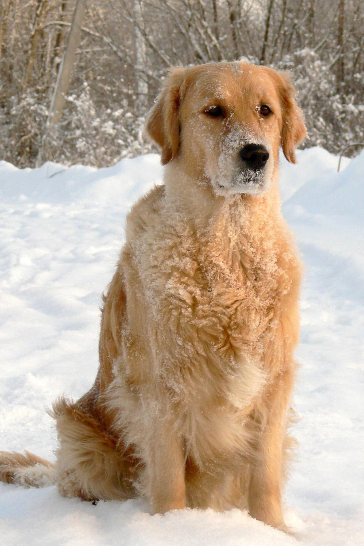 浑身是雪的金毛犬狗狗摄影图片