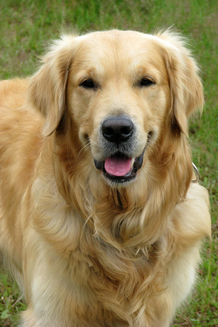 呆萌可爱的金毛犬狗狗摄影图片