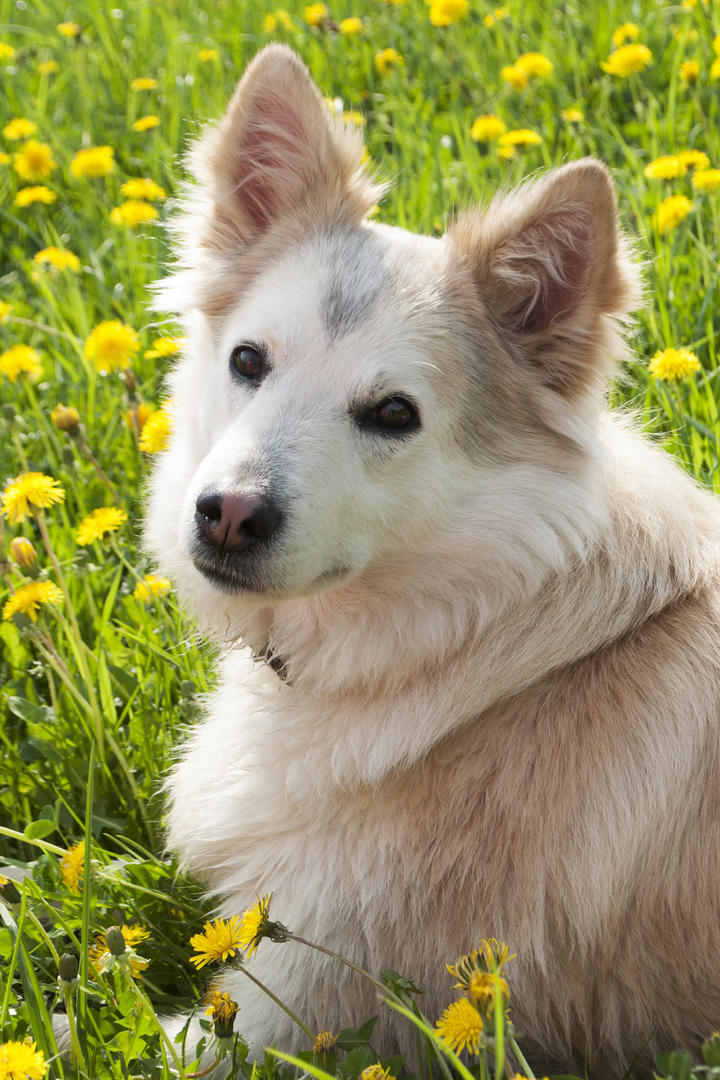 花田里的牧羊犬狗狗摄影图片