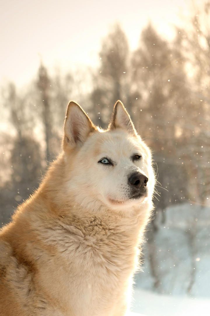 雪中的狗狗高清动物摄影图片