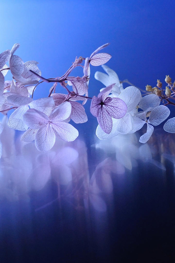 梦幻手机壁纸唯美鲜花图片大全