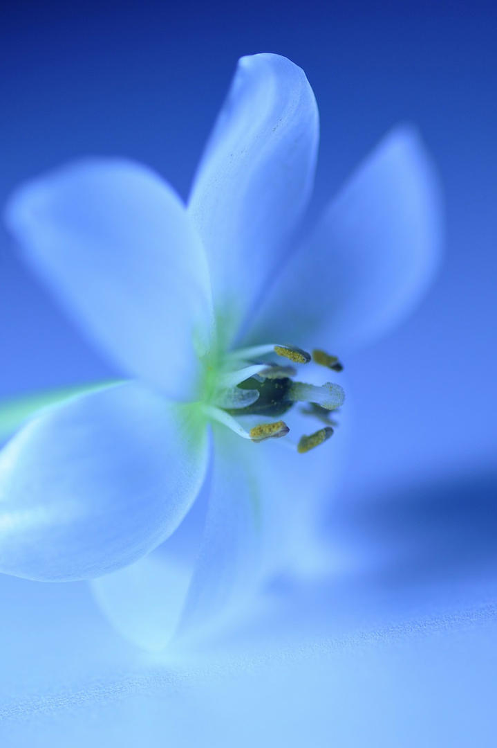 微距鲜花摄影壁纸图片大全