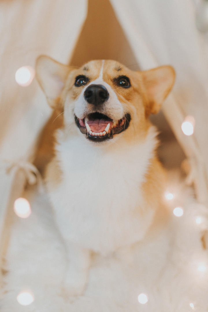 微笑的柯基犬狗狗摄影图片