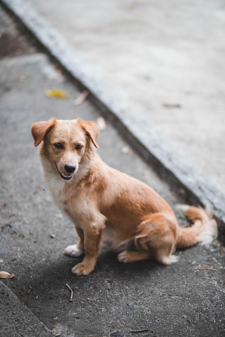 中华田园犬狗狗摄影图片