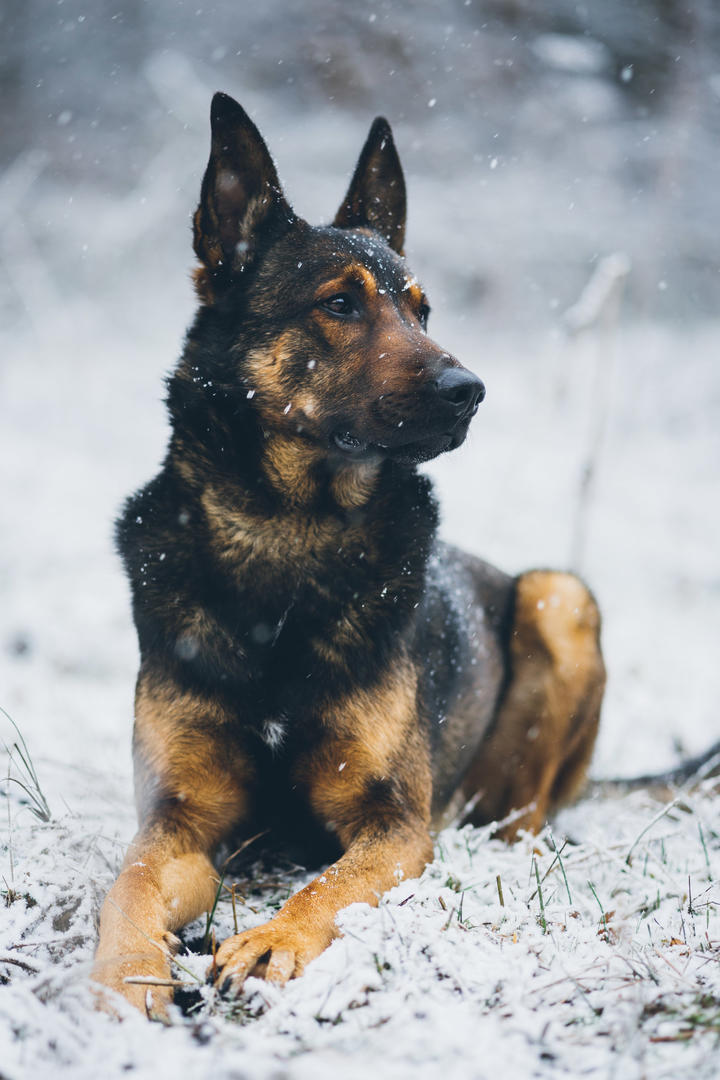 趴在雪地里的狼犬狗狗摄影图片大全