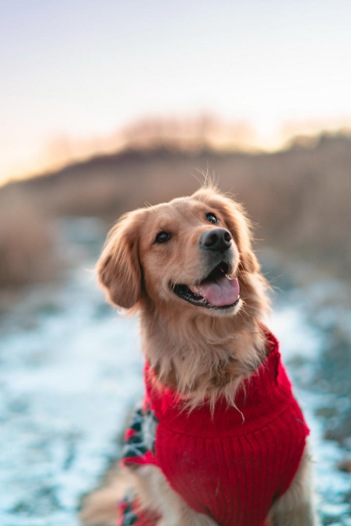 穿着毛衣的金毛犬狗狗摄影壁纸图片